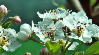 Apple tree flower and bee