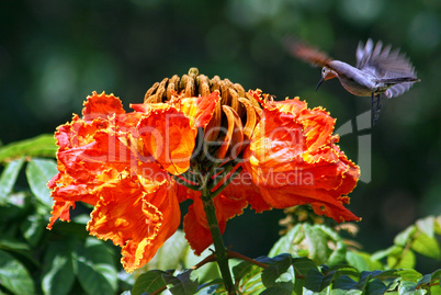 Afrikanischer Tulpenbaum und Kolibri