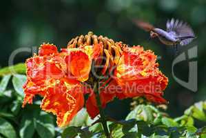 Afrikanischer Tulpenbaum und Kolibri
