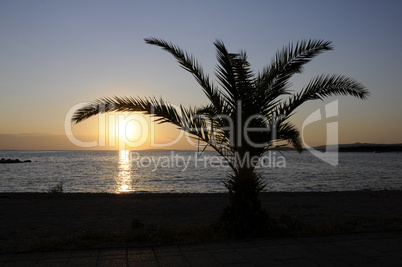 Palme bei Sonnenuntergang