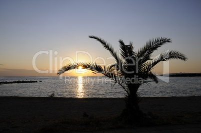 Palme bei Sonnenuntergang