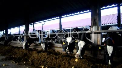 Kühe im Stall bei der Fütterung