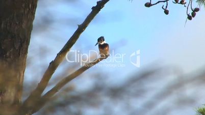 A belted kingfisher stands watch