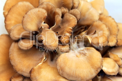 Maitake Mushrooms