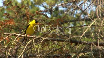 Gold finch whistling