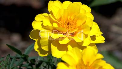 Yellow marigold in garden