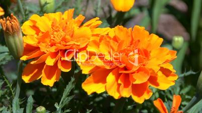 Orange marigold in garden