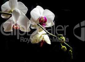 A white Orchid, isolated in Black background