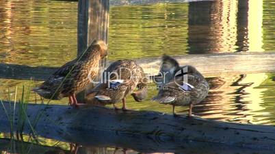 Three ducks on a log