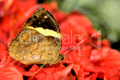 butterfly feeding