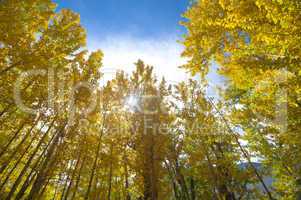 Fall Aspen Trees