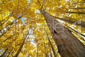 Fall Aspen Trees