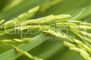 Close up paddy rice