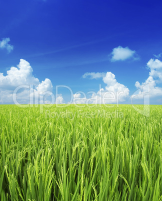 Rice field