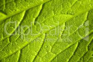 Vegetable leaf
