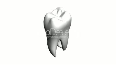 Tooth model.dentistry,medical,medicine.