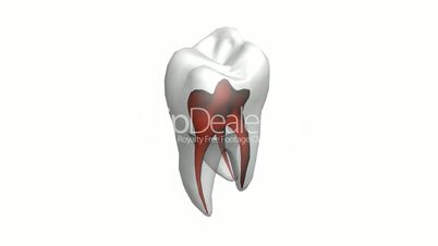 Tooth model.dentistry,medical,medicine.