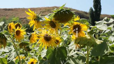 Sunflowers 12