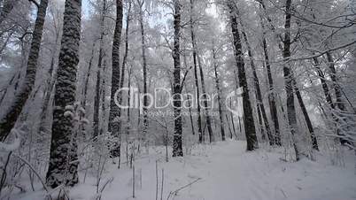 Winter scene 24