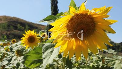 Sunflowers 15