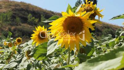 Sunflowers 13