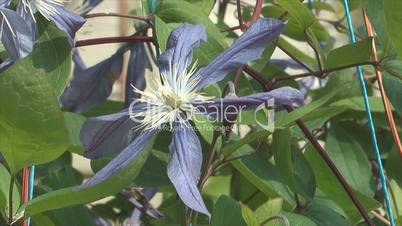 Clematis.