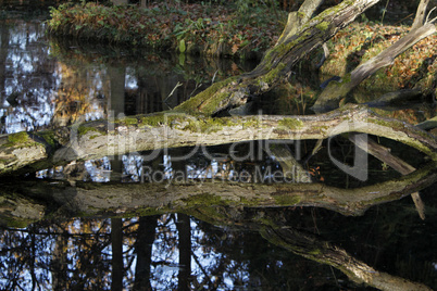 Umgestürzter Baum in einem See mit Spiegelung