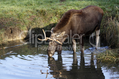 Elchbulle im Wasser