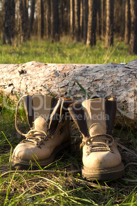 Hiking boots on the clearing in pine wood