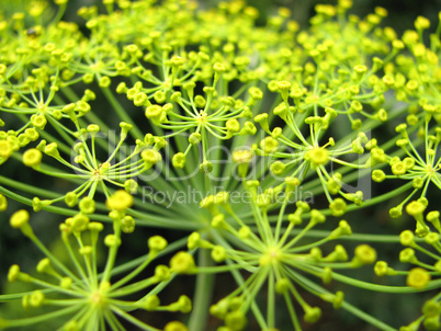 a dill plant in the garden