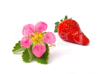 a strawberry and a strawberry flower isolated on white backgroun