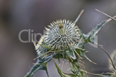 thistle in blurred background