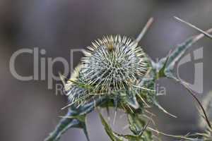 thistle in blurred background