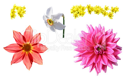 flowerses on white background