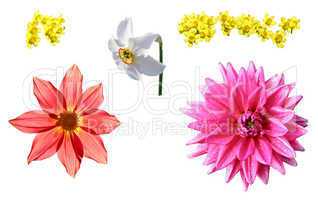 flowerses on white background