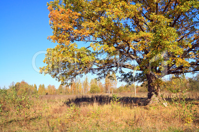 yellow oak on autumn field