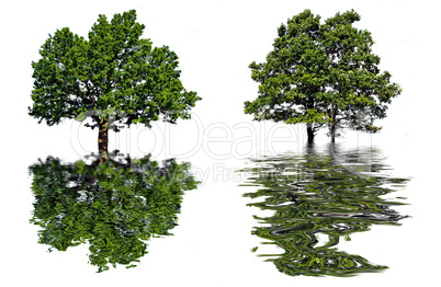 reflection tree in water