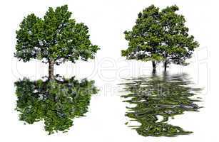 reflection tree in water