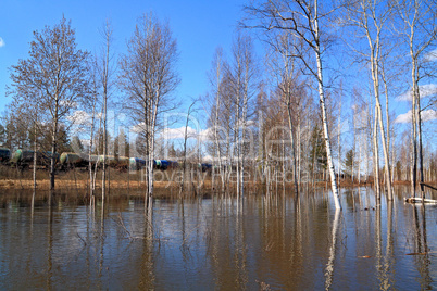 birch wood in spring water