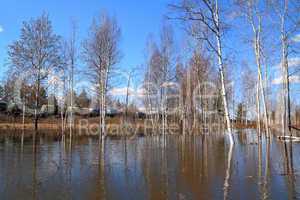 birch wood in spring water