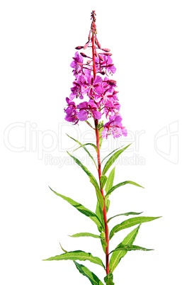 lilac flower on white background