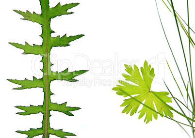 sheet of the plant on white background