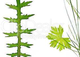 sheet of the plant on white background