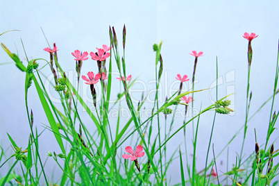 plant on white background