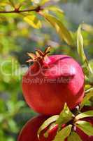 Granatapfel - pomegranate 24