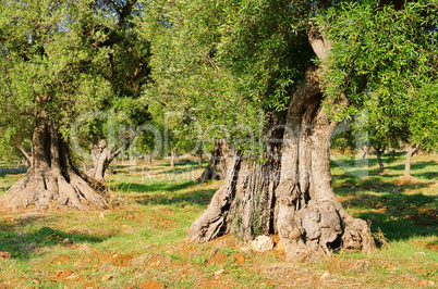 Olivenhain - olive grove 32
