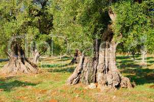 Olivenhain - olive grove 32