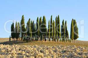 Toskana Wald im Herbst - Tuscany forest in fall 01