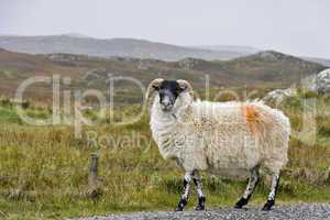 white sheep with black head