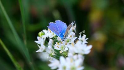 Blue butterfly and fly.